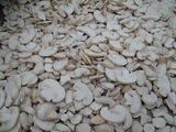 IQF Sliced Mushrooms, IQF Whole Mushrooms, IQF Cut Mushrooms