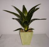 Artificial Aloe