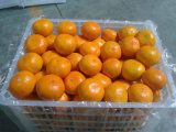 2015 New Season Fresh Fruits Mandarin Orange
