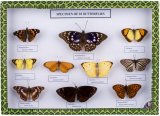 Specimen of 10 Butterflies M15007
