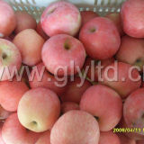 New Crop Chinese Fresh FUJI Apple