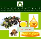 Tea Seeds for Camellia Tea Seed Oil (No. 8)