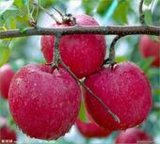 Sweet Red Shandong Gala Apple