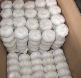 New Crop Fresh Pure White Garlic (5.5cm and up)