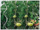 Tomato Support
