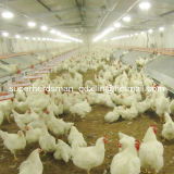 Full Set Poultry Feeding System for Chicken