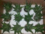 Artificial Plants and Flowers of Succulent Plant Gu-Jys-00031