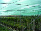 100%New HDPE Anti-Insect Netting for Agriculture&Garden