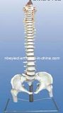 The Model of Occipital Spine, Pelvis, Head of Femur and Spinal Nerves (EYAM-24) 