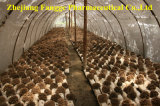 Edible and Medicine Mushroom; GMP and HACCP Certificate; Organic Planting Base; High Quality Grifola Frondosa Extract