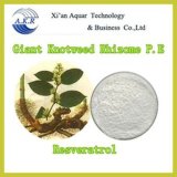 Resveratrol Extract / Polygonum Cuspidatum Root Extract Resveratrol / Resveratrol Bulk Powder