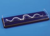 Snake Skeleton M14005