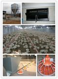 Automatic Chicken House Breeder Poultry Equipments (Professional Manufacturer)