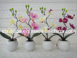 Artificial Plastic Orchid Bonsai (XD13-268)