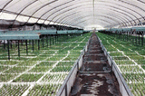 Insect Protection Net