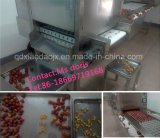 Fruit Pitting Machine/ Fruit Seed Removal Machine/ Fruit Pitted Machine