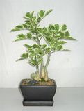 Ficus Bonsai