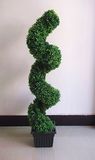 Boxwood Spiral Tree