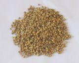 High Quality /SGS /HACCP/Globalgap Coriander Seeds