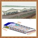 Super Herdsman Poultry Farm Construction