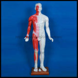 Acupuncture Human Body Models (M-1-84)
