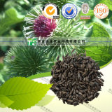 Manufacturer Supply Natural Herbal Medicine Burdock