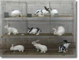 Wholesale Rabbit Cages