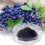 Top Quality Natural Herbal Bilberry Extract 25% Anthocyanins