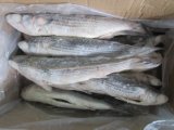 Whole Round Frozen Grey Mullet on Sale