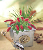 Hot Selling Various Mini Plant Kit for Sale