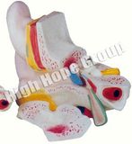 High Hope Medical - Model of Anatomy of Magnified Ear Model