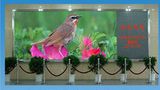 F3.75 Indoor Full Color LED Display /Full Color LED Display