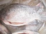 Frozen Tilapia Gutted and Scaled Whole Round
