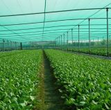 Anti Insect Netting Agriculture Insect Net