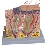 Block Model of Human Skin-Mh08005
