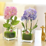 Square Shaped Glass Plant Pot, Glass Flower Pot Garden Pots Glassware
