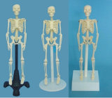 Medical Skeleton Human Body Anatomical Model (R020203)