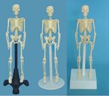 Medical Skeleton Human Body Anatomical Model (R020203)