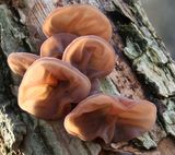 Auricularia Extract Polysaccharides 10%, 20%, 30%, 40%;