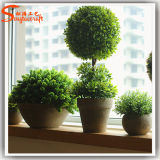 Indoor Bonsai Plant Trees Green Grass Ball