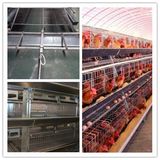 Hot Sale Layer Chicken Coop for Chicken Farm