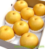 Chinese New Crop Fresh Good Quality Pear