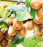 Best-Selling New Crop Export Good Quality Fresh Kiwi Fruit