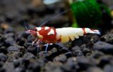 Pinto Red Spotted Head Mosura - Crystal Red Shrimp