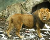 Artficial Animal--Lion