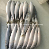 New Fish150-250g Frozen Mackerel