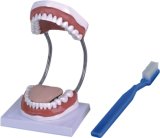 Teeth Care Model-Mh06009
