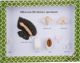 Specimen of Silkworm Life History M15013