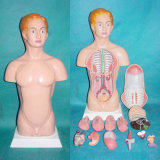 45cm American Human Torso Anatomic Model