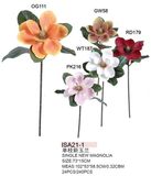 Magnolia